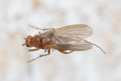 Eccoptomera