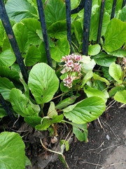 Bergenia