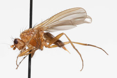 Eccoptomera