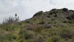 Malacothamnus davidsonii