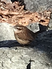 Thryothorus ludovicianus