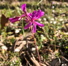 Pelargonium rodneyanum