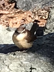 Thryothorus ludovicianus