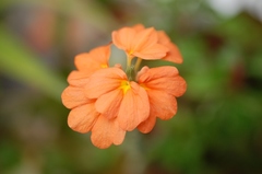 Crossandra infundibuliformis