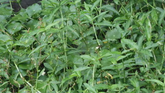 Persicaria pubescens