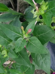Mirabilis jalapa