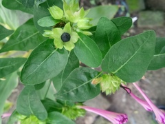 Mirabilis jalapa