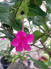 Mirabilis jalapa