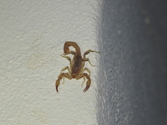 Chihuahuanus russelli