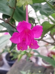 Mirabilis jalapa