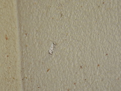 Grotella binda