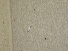 Grotella binda