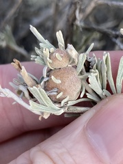 Rhopalomyia obovata