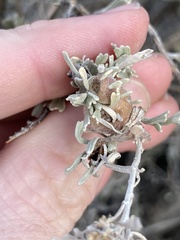 Rhopalomyia obovata