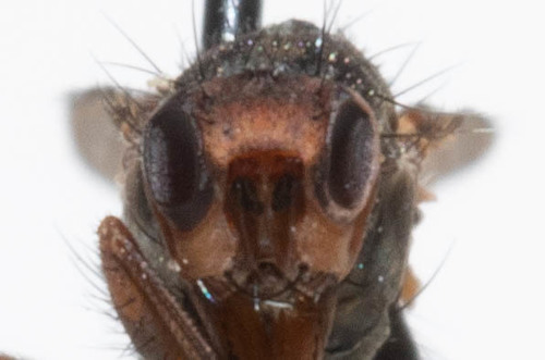Schroederella fuscopicea