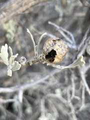Rhopalomyia obovata