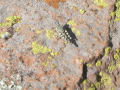 Leuronotina ritensis