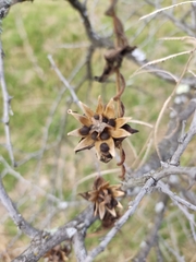 Ipomoea decasperma