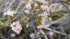 Pimelea oreophila