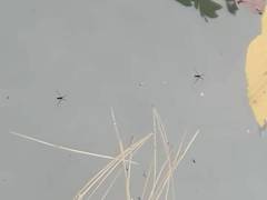 Rheumatobates rileyi