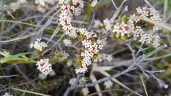 Pimelea oreophila