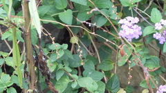 Persicaria pubescens