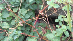 Persicaria pubescens