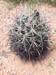 Coryphantha robustispina robustispina
