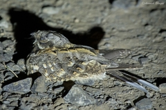 Caprimulgus asiaticus