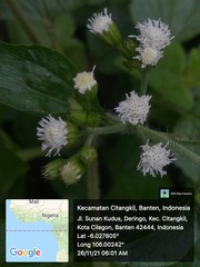 Ageratum conyzoides