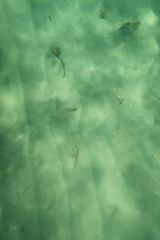 Tetractenos glaber