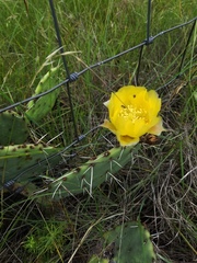 Opuntia pyrocarpa
