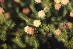 Pimelea imbricata piligera