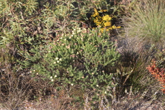 Pimelea imbricata piligera
