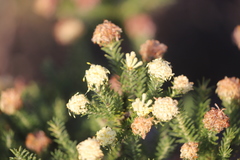 Pimelea imbricata piligera