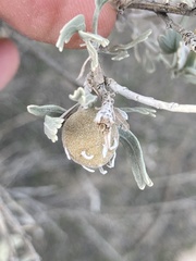 Rhopalomyia obovata