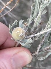 Rhopalomyia obovata