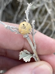 Rhopalomyia obovata