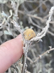 Rhopalomyia obovata