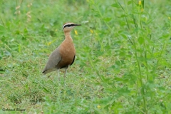 Cursorius coromandelicus