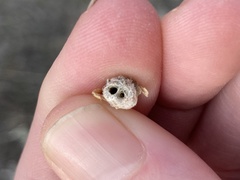 Rhopalomyia obovata
