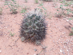 Coryphantha robustispina robustispina