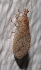 Micromus posticus