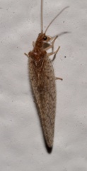 Micromus posticus