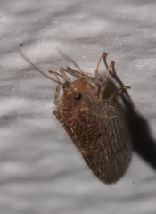 Micromus posticus