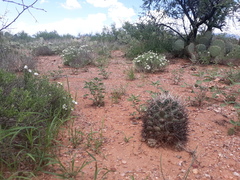 Coryphantha robustispina robustispina