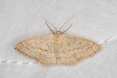 Scopula hypochra