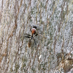 Myrmophyma
