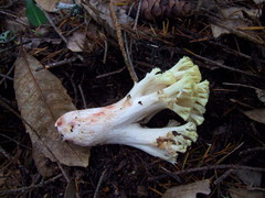 Ramaria rubiginosa