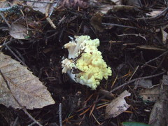 Ramaria rubiginosa